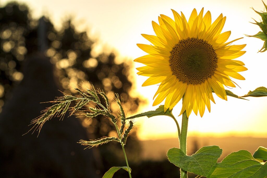 Ein Sonnenblumenfeld in der Nähe von Springe am Deister. Im Fokus ist eine große Sonnenblumenblüte, der Hintergrund verschwimmt ins Grüne.