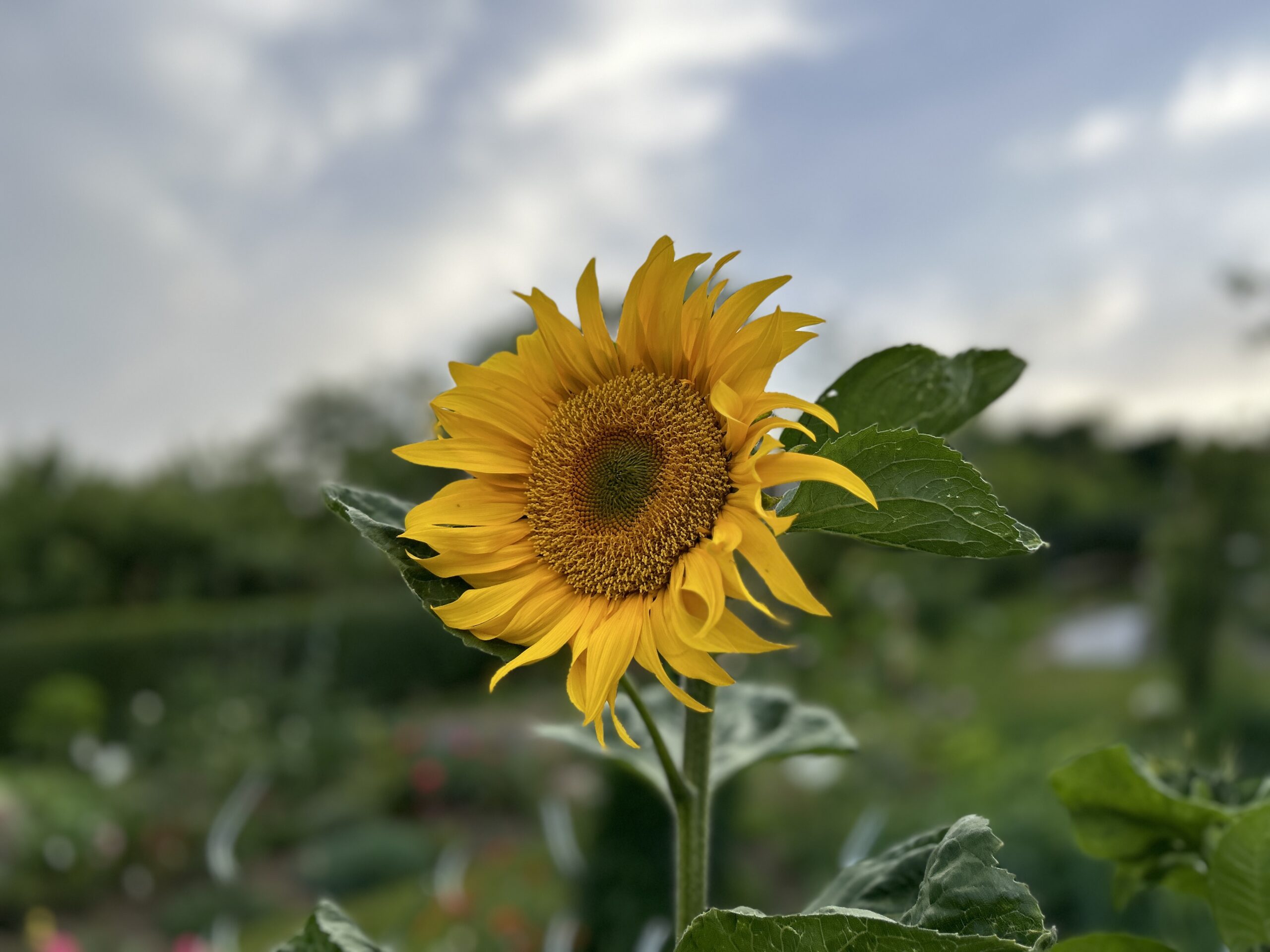 Sonnenblume. Symbolbild für Die Grünen. Foto: Katja Pflüger